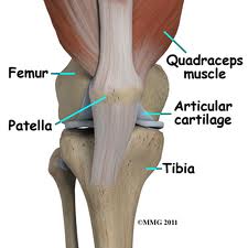 knee  anatomy 1